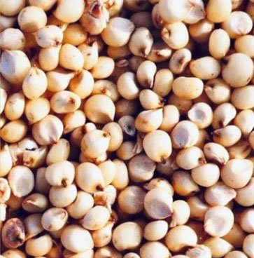 Jowar (Sorghum)